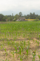 corn field with house and mountain background
