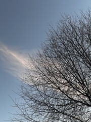 Bare tree branches against sky