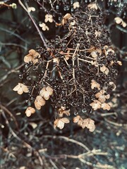 Dried Hydrangea Flowers with Twigs