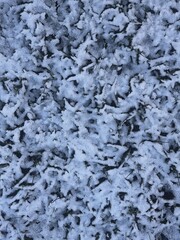 Snow on grass