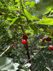 red wild berries on a branch in jungle