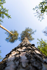 Tall Pine Tree Against a Blue Sky