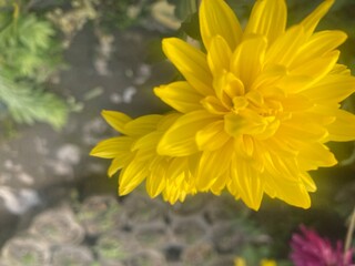 wild,animal,bird,nature,asia,nepal