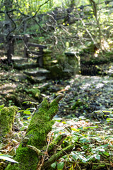 Mossy Tree Root in a Lush Forest