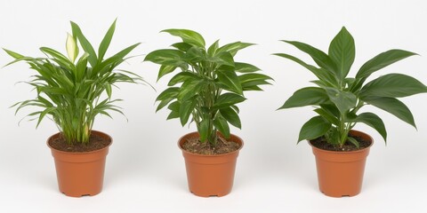 Three potted plants in a row 