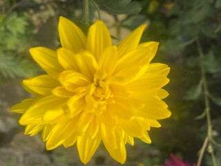 wild,animal,bird,nature,asia,nepal