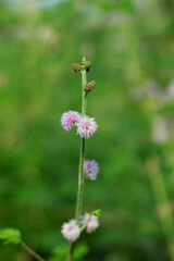 Fourvalve mimosa has prickly stems, bipinnately compound leaves, and spherical