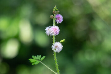 Giant sensitive plant is a shrubby or annual that behaves as a perennial
