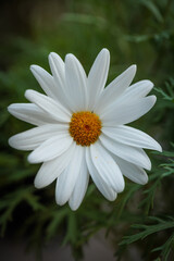 Obraz premium White daisy flower blooming in green foliage