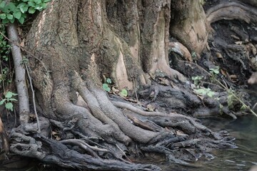 Aerial roots by the Stream