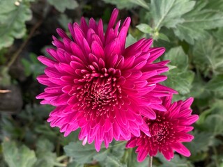 Obraz premium wild,animal,bird,nature,asia,nepal