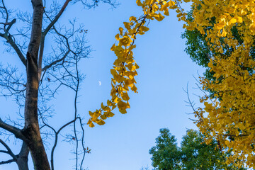 Ginkgo and Crescent Moon in Autumn