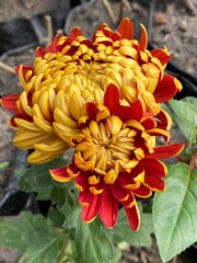 wild,animal,bird,nature,asia,nepal