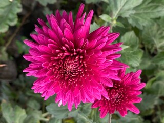 wild,animal,bird,nature,asia,nepal