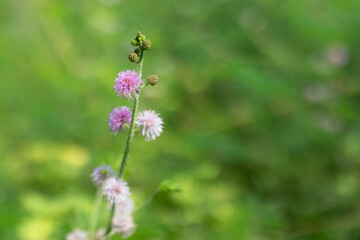 Mimosa diplotricha is an erect shrub or a scrambling climber that grows