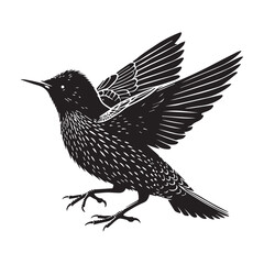 Obraz premium European Starling silhouette vector style white background.
