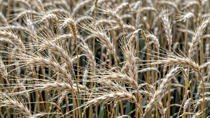 Fototapeta premium Close-up of golden wheat field with ripe ears swaying in the wind