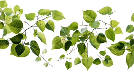 Graceful green leaves falling in the air, representing autumnal beauty and serene motion, isolated on transparent background.