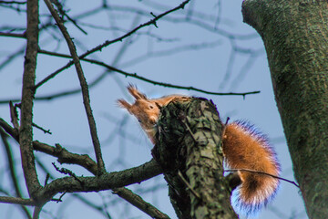 squirrel on tree