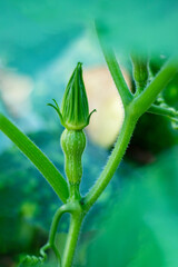 Small green pumpkins are those that weigh less. Young pumpkin sprouts