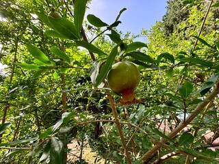 Organic pomegranates ripening. Close-up of unripe pomegranate fruit among green leaves. Fresh pomegranate fruit on tree branch in garden. Bunch of unripe pomegranate fruit hanging on branch.
