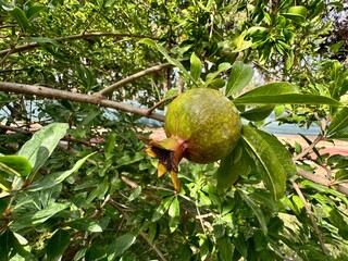 Organic pomegranates ripening. Close-up of unripe pomegranate fruit among green leaves. Fresh pomegranate fruit on tree branch in garden. Bunch of unripe pomegranate fruit hanging on branch.
