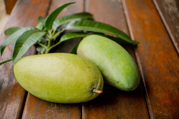 A nearly ripe green mango just picked from the tree