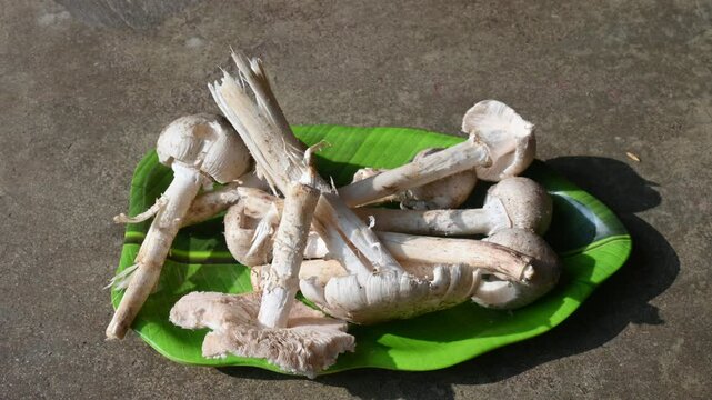 Termitomyces schimperi mushroom. It &nbsp;is a large&nbsp;mushroom&nbsp;associated with the termite species&nbsp;Macrotermes michaelseni. It contains lots of vitamins. It increases the immunity of our body.
