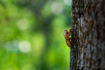 The Cicada molt process is a long and lengthy one. The Cicada Husk
