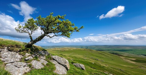 Fototapeta premium Serene Landscape with Lone Tree on Hillside Under Bright Blue Sky