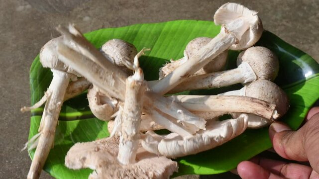 Termitomyces schimperi mushroom. It &nbsp;is a large&nbsp;mushroom&nbsp;associated with the termite species&nbsp;Macrotermes michaelseni. It contains lots of vitamins. It increases the immunity of our body.

