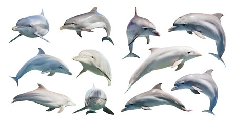 Naklejka premium Dolphins jumping and swimming in the ocean isolated on transparent background