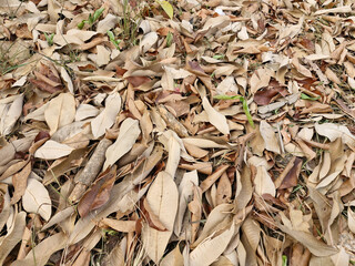 Background of dry grass