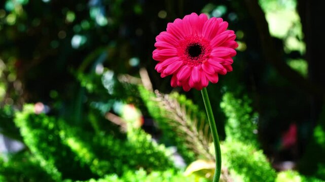 Closeup view of blooming red Gerbera flower moving in the wind on dark green foliage background.