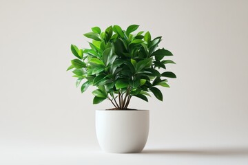 Lush Green Plant in White Pot Home Decor Indoor Plant Office Plant