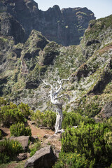 Vertical shot of white crooked burnt tree standing alone in mountainous landscape, Madeira, Portugal