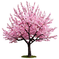 Naklejka premium Pink Cherry Blossom Tree