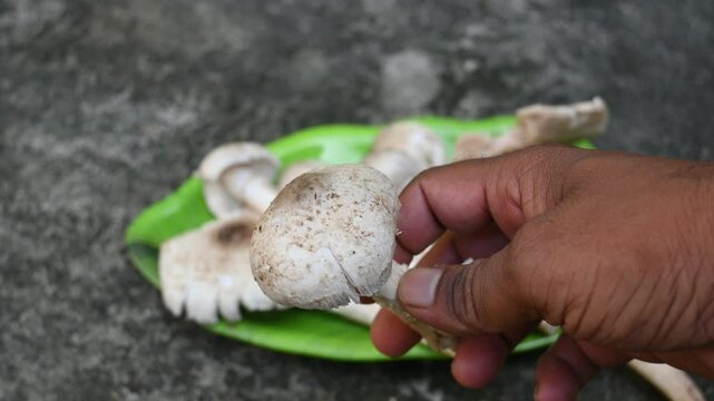 Termitomyces schimperi mushroom. It &nbsp;is a large&nbsp;mushroom&nbsp;associated with the termite species&nbsp;Macrotermes michaelseni. It contains lots of vitamins. It increases the immunity of our body.
