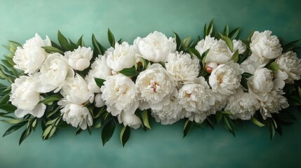 A luxurious row of lush white peonies rests on a jade green textured canvas, showcasing their...