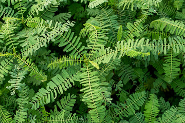 The legume Sesbania bispinosa, also known as Sesbania aculeata is a small tree