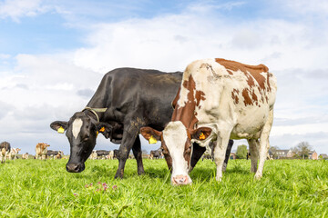 Two cows grazing authentic side by side in a field, multi color diversity, green field