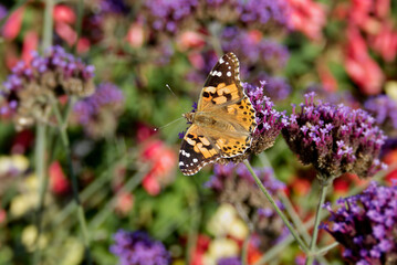 Painted Lady (Vanessa Cardui) Butterfly perched on purple flower in Zurich, Switzerland