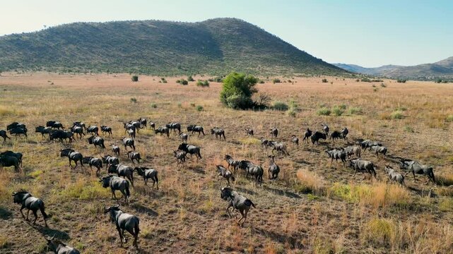 Migration of  Wild Buffalo At Pilanesberg National Park In South Africa. African Animals Migration. Wildlife Landscape. Pilanesberg National Park At South Africa. Big Five Animals
