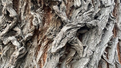 Natural tree bark abstract background wood texture