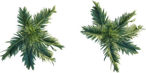 Areca catechu asia tree plan top view 4k png cutout