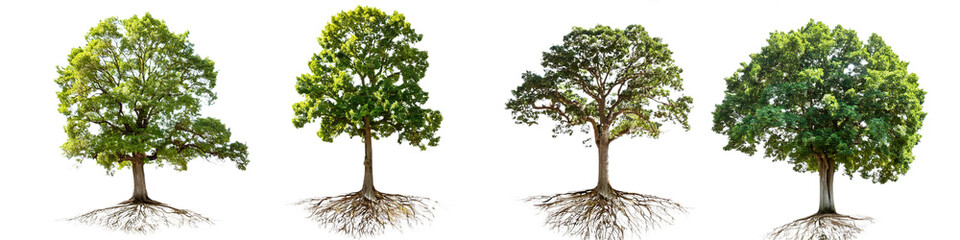 Fototapeta premium Tree growth stages from seedling to mature tree isolated on transparent background