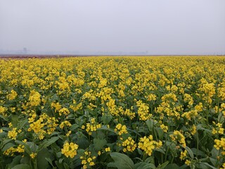 Fototapeta premium field of yellow flowers in spring