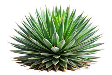 tree isolated on white