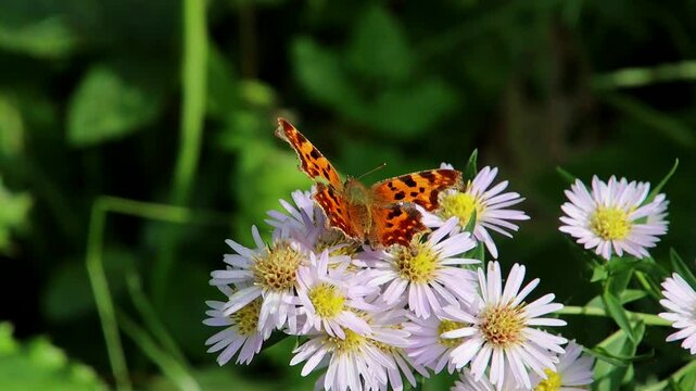 Close up of a comma butterfly, Polygonia c-album
