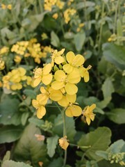 yellow flowers
